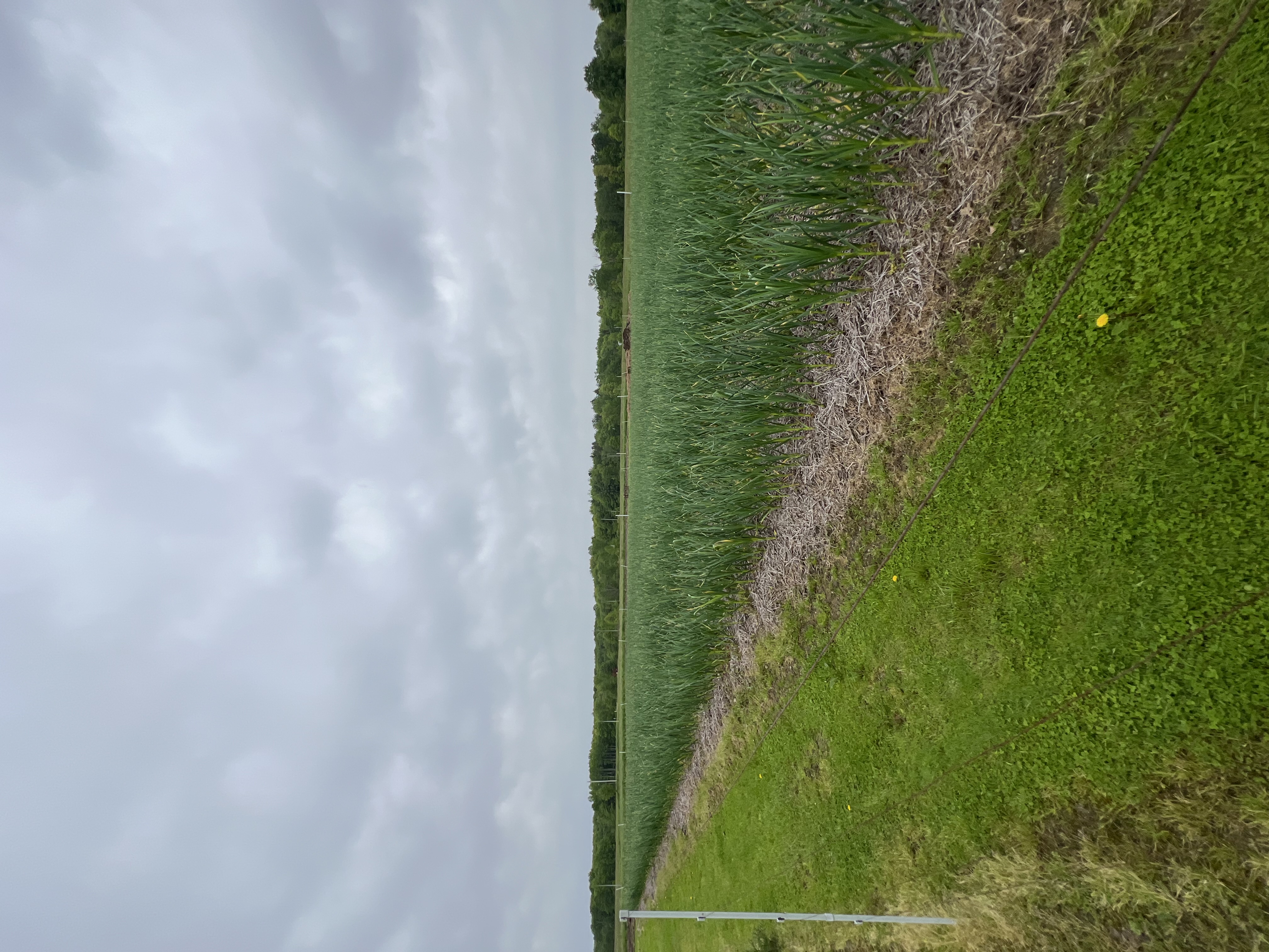 Garlic field