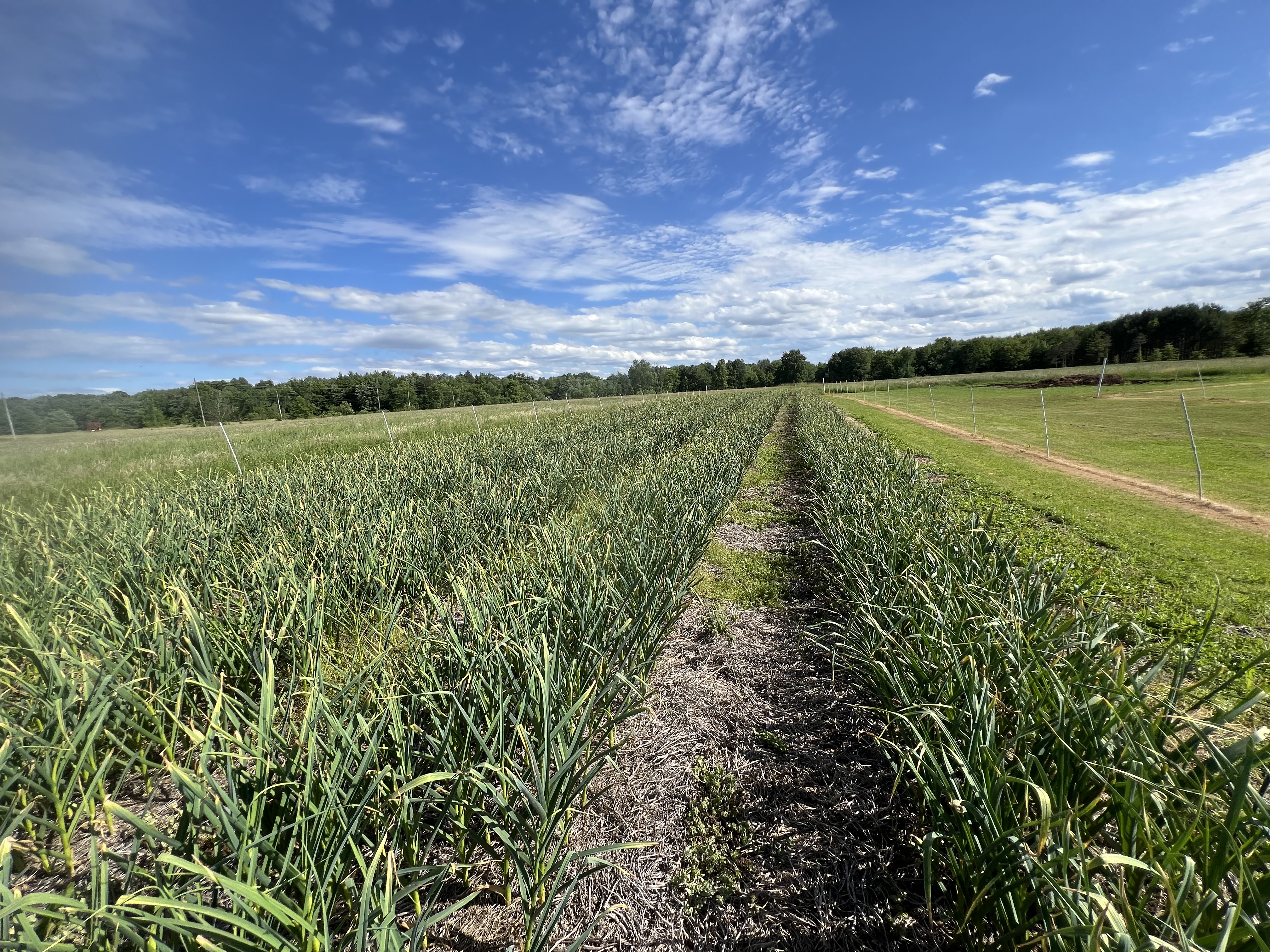 Rows of garlic growing in our organic farm field