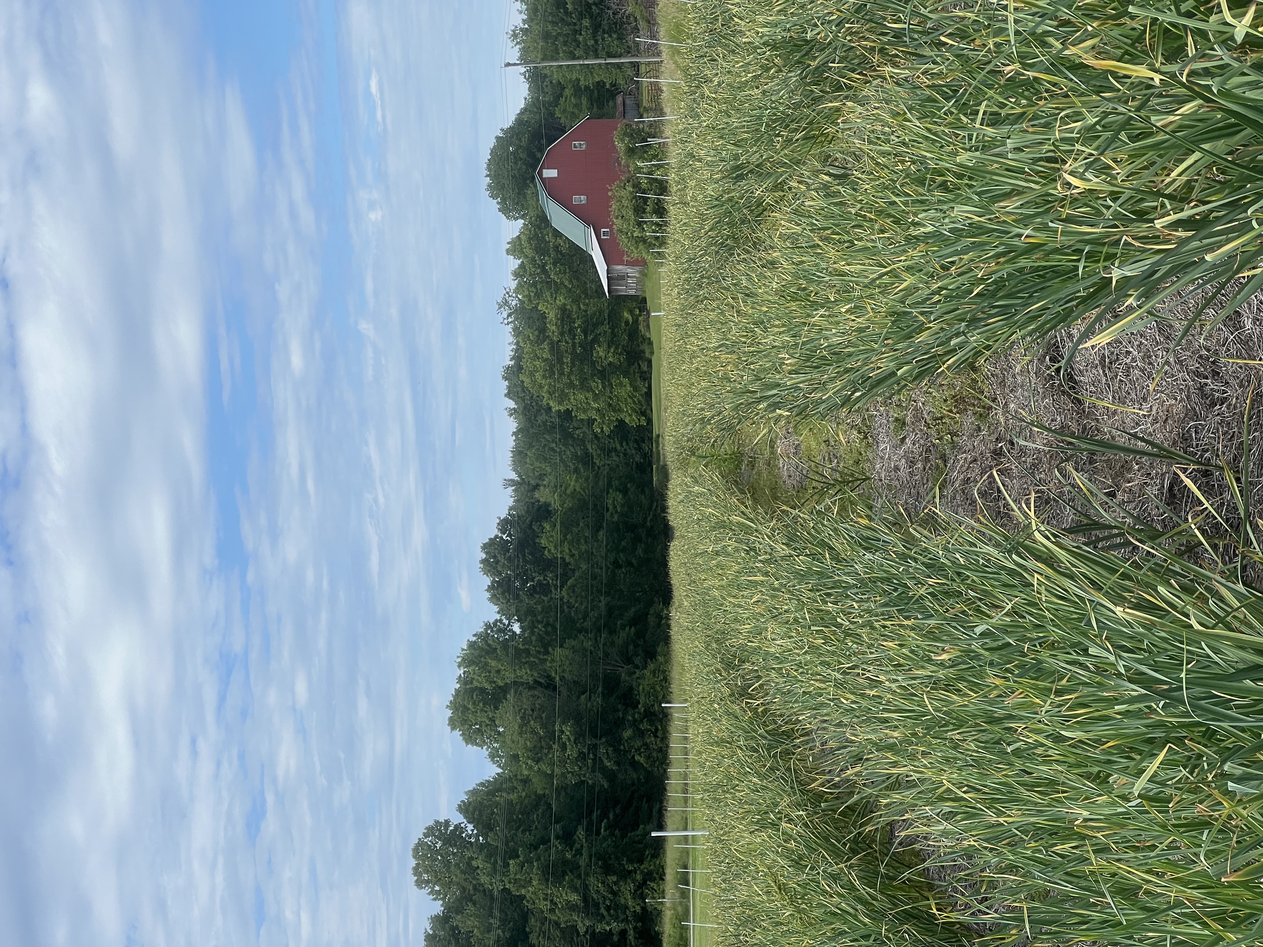 garlic field