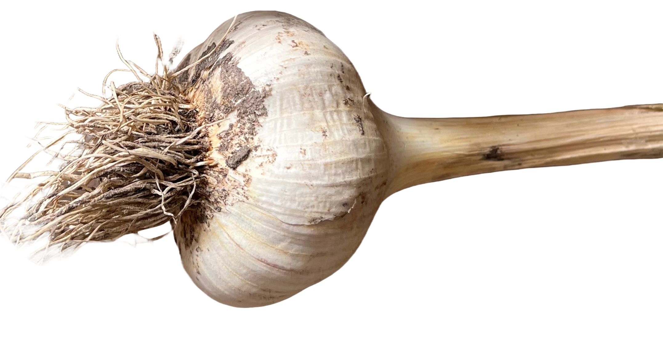 Fresh Premium Garlic from Shireland Farms