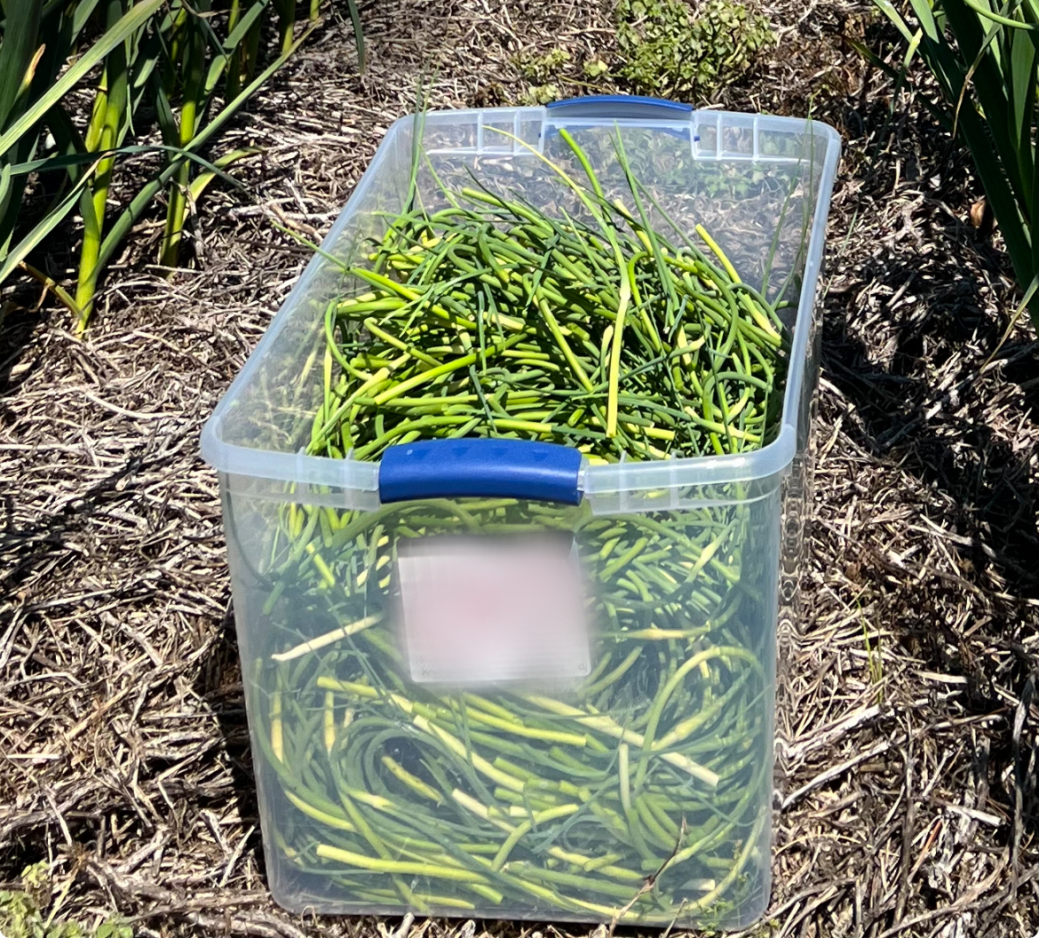 bin of scapes